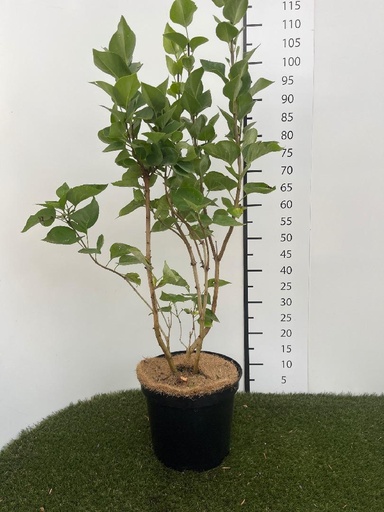[P0000816] Syringa vulgaris Carpe Diem C7.5 60-80
