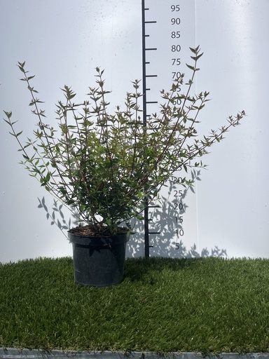 [P0000010] Abelia  Grandiflora Prostrata C3 25-30