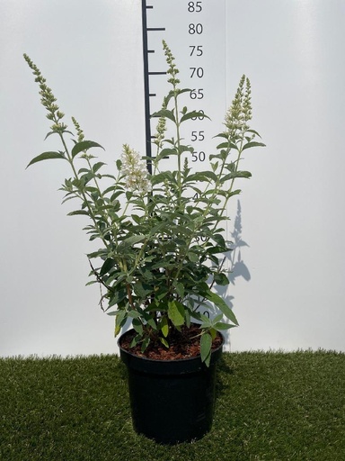 [P0000022] Buddleja  Argus White C3 40-60