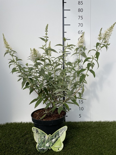 [P0000022] Buddleja  Argus White C3 40-60