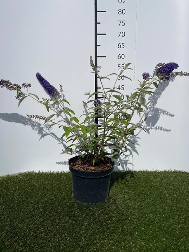 [P0000024] Buddleja  davidii Adonis Blue C3 30-40