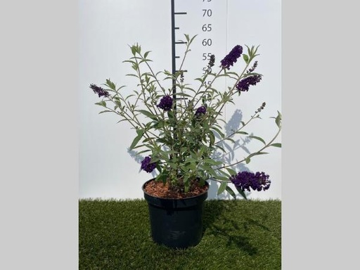 [P0000025] Buddleja  davidii Black Knight C3 40-60