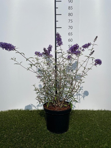 [P0000027] Buddleja  davidii Nanho Blue C3 40-60