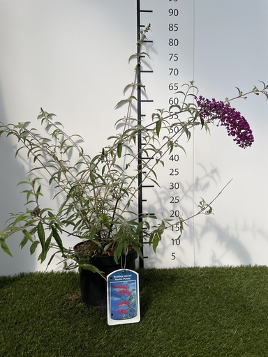 [P0000028] Buddleja  davidii Nanho Purple C3 40-60