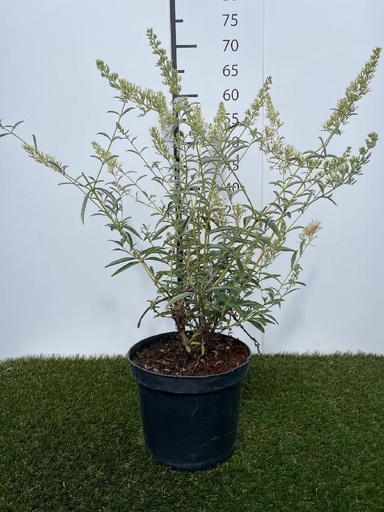 [P0000029] Buddleja  davidii Nanho White C3 40-60