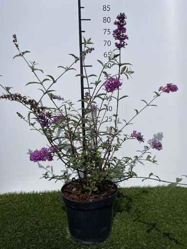 [P0000030] Buddleja  davidii Peacock C3 40-60