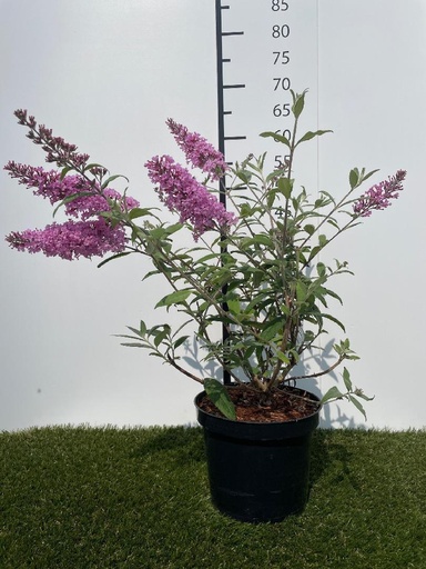 [P0000031] Buddleja  davidii Pink Delight C3 40-60