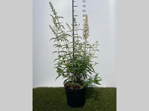 [P0000034] Buddleja  davidii White Profusion C3 40-60