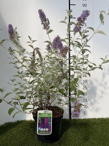 [P0000035] Buddleja  Lochinch C3 40-60