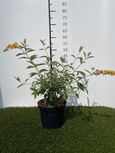 [P0000036] Buddleja  weyeriana Sungold C3 40-60