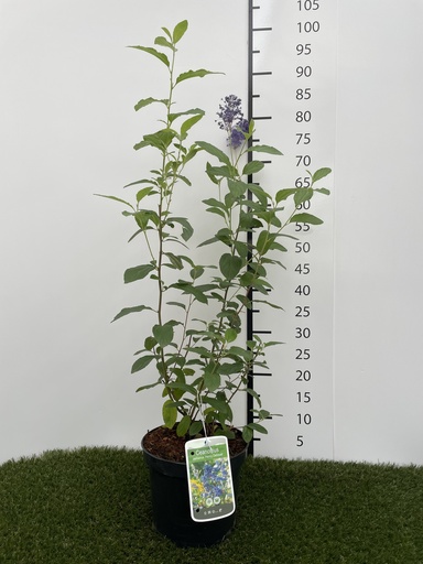 [P0000044] Ceanothus delilianus Henri Défossé C3 40-50