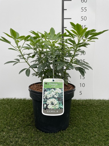 [P0000051] Choisya  Ternata C3 25-30