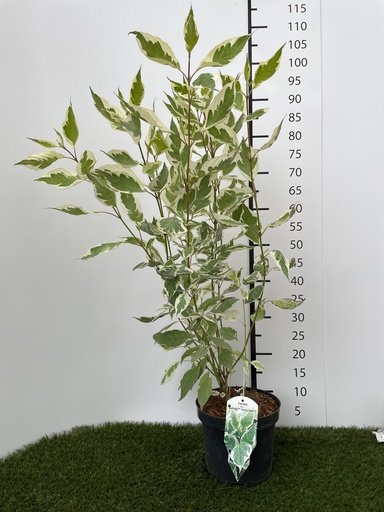 [P0000058] Cornus alba Ivory Halo C3 40-60