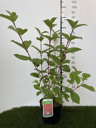 [P0000060] Cornus alba Sibirica C3 60-80