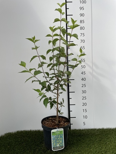 [P0000061] Cornus  Mas C3 50-60