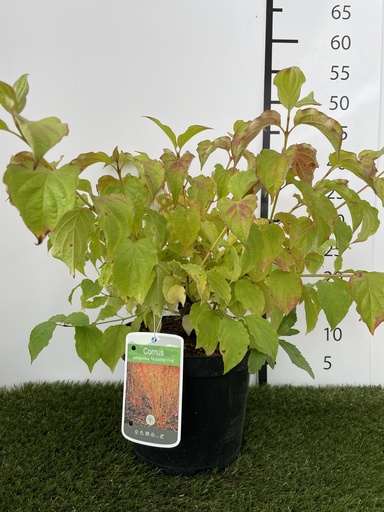 [P0000062] Cornus sanguinea Midwinter Fire C3 40-50