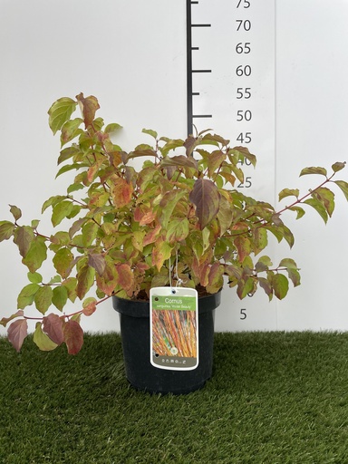 [P0000063] Cornus  sanguinea Winter Beauty C3 40-60
