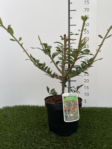 [P0000089] Euonymus  alatus C3 30-40