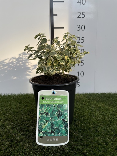 [P0000295] Euonymus  fort. Emerald Gaiety C1,5 GM