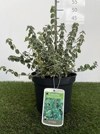 [P0000092] Euonymus  fortunei Emerald Gaiety C3 20-30