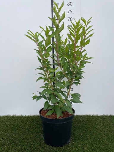[P0000097] Forsythia  intermedia Spectabilis C3 50-60