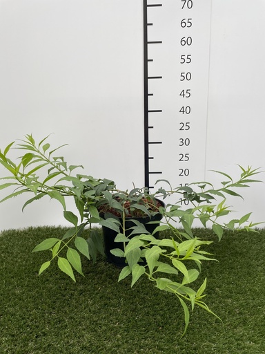 [P0000099] Forsythia Marée d'Or C3 25-30