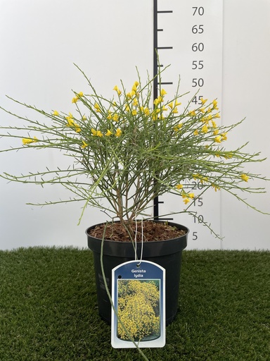 [P0000100] Genista  Lydia C3 30-40