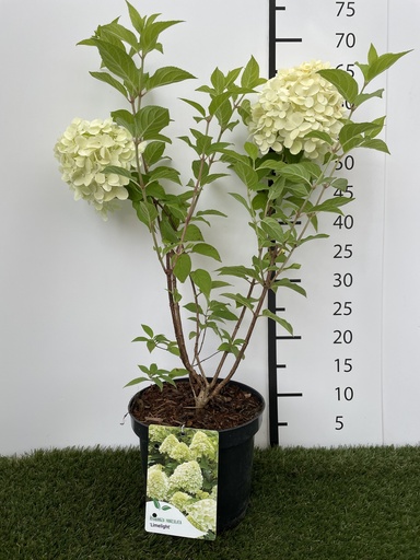 [P0000110] Hydrangea  paniculata Limelight C3 40-50