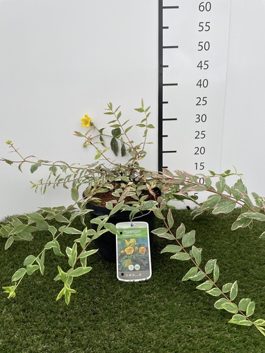 [P0000124] Hypericum  moserianum Tricolor C3 25-30