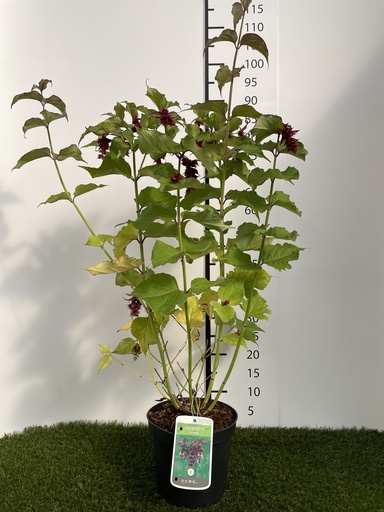 [P0000135] Leycesteria  Formosa C3 40-50