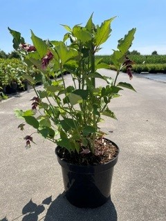 [P0000135] Leycesteria  Formosa C3 40-50