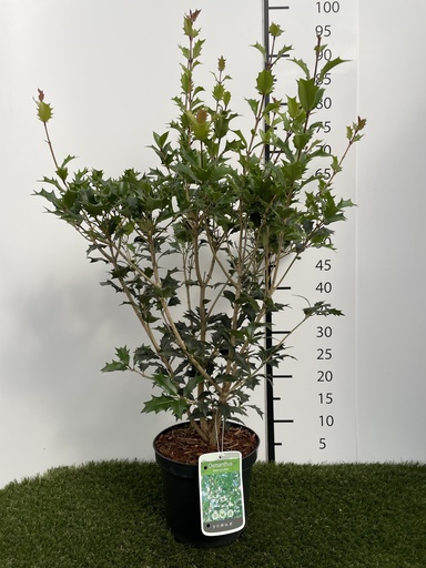 [P0000161] Osmanthus  Heterophyllus C3 40-60