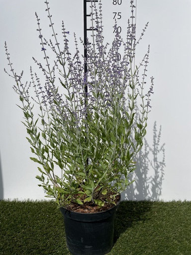 [P0000165] Perovskia  atriplicifolia Little Spire C3 30-40