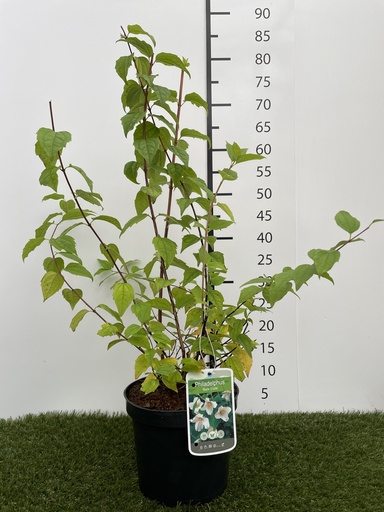 [P0000166] Philadelphus  Belle Etoile C3 50-60