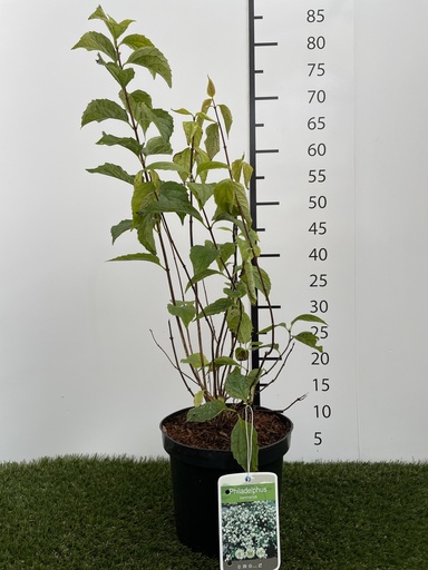 [P0000169] Philadelphus  coronarius C3 50-60