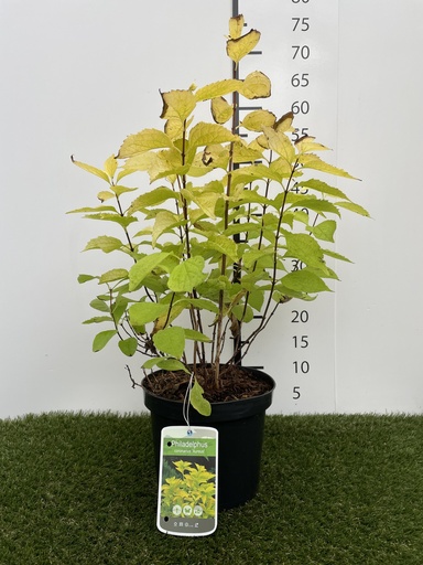 [P0000168] Philadelphus  coronarius Aureus C3 30-40