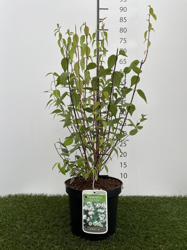 [P0000170] Philadelphus  Dame Blanche C3 50-60