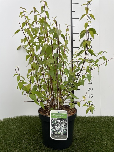 [P0000171] Philadelphus  Lemoinei C3 50-60