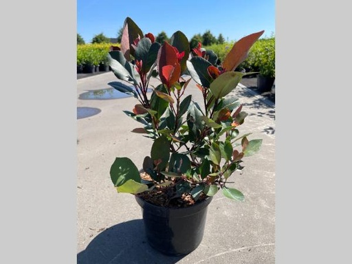 [P0000179] Photinia  fraseri Little Red Robin C3 25-30