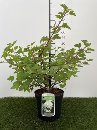 [P0000183] Physocarpus  capitatus Tilden Park C3 40-50