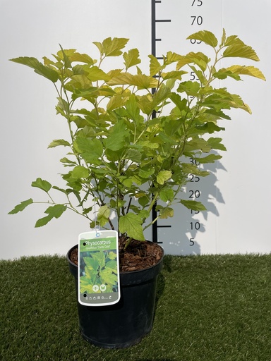 [P0000185] Physocarpus  opulifolius Darts Gold C3 30-40