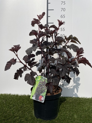 [P0000190] Physocarpus  opulifolius Midnight C3 40-50