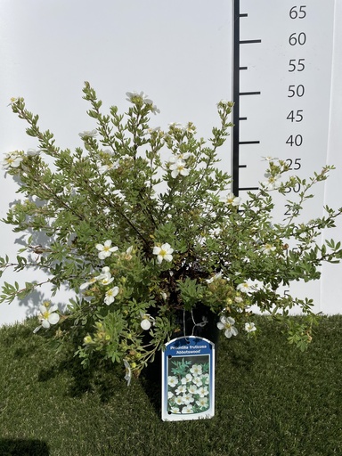 [P0000193] Potentilla  fruticosa Abbotswood C3 25-30