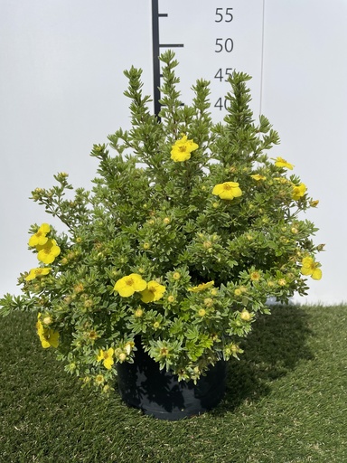 [P0000194] Potentilla  fruticosa Kobold C3 25-30