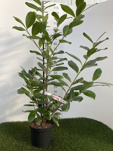 [P0000204] Prunus  laurocerasus Novita C3 60-80