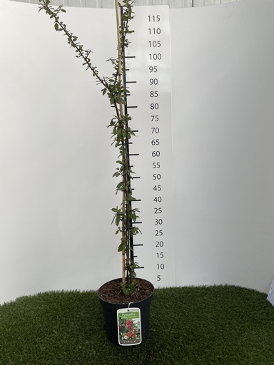 [P0000217] Pyracantha  coccinea Red Column C3 60-80
