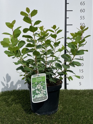 [P0000239] Spiraea  betulifolia Tor C3 40+
