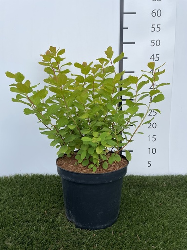 [P0000240] Spiraea  betulifolia Tor Gold C3 40+
