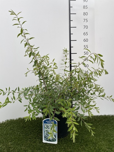 [P0000242] Spiraea  cinerea Grefsheim C3 40-60