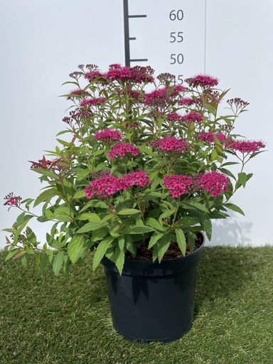 [P0000245] Spiraea  jap. Anthony Waterer C3 25-30